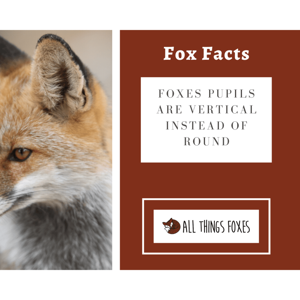 fox-facts-pupils