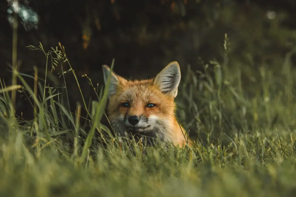 fox-hiding-in-grass