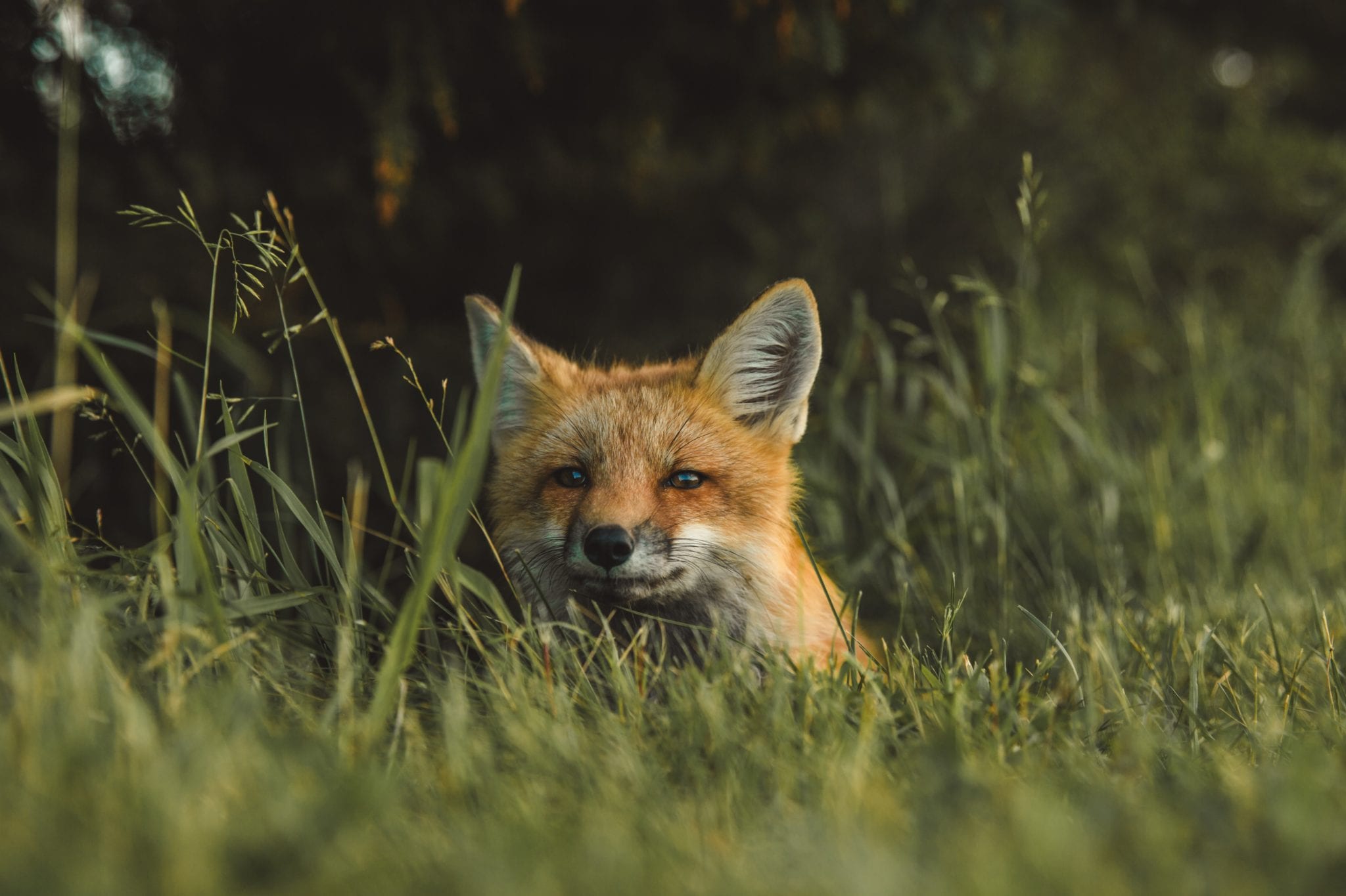 What are Foxes? | What is a Fox? - All Things Foxes - Fox Info and Facts