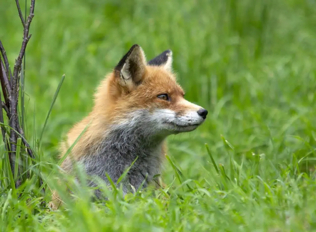 fox-sitting-in-grass
