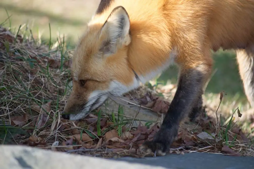 fox-smelling-ground-grass-leaves