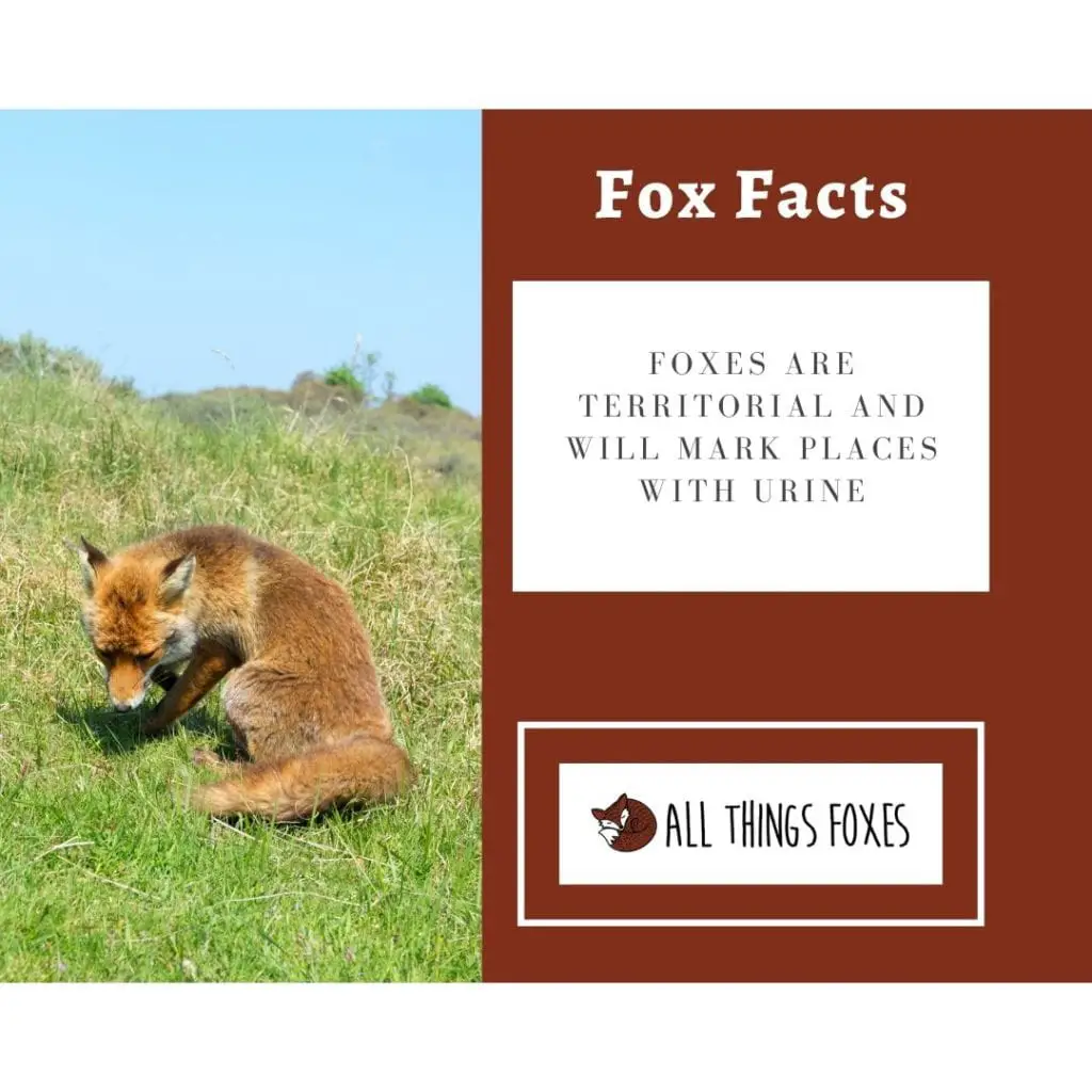 fox-territory-fox-facts