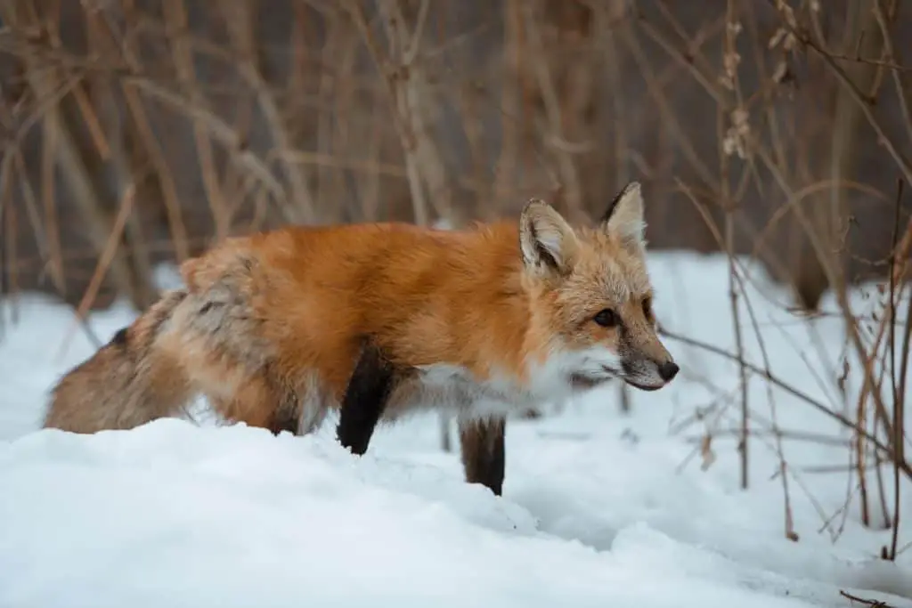 fox-walking-in-snow-tracking
