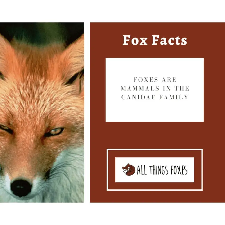 foxes-are-mammals