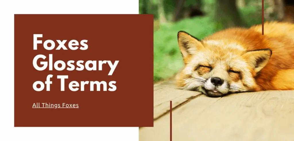 foxes-glossary-of-terms