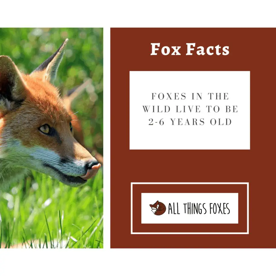 Fox Facts | Interesting Facts about Foxes - All Things Foxes