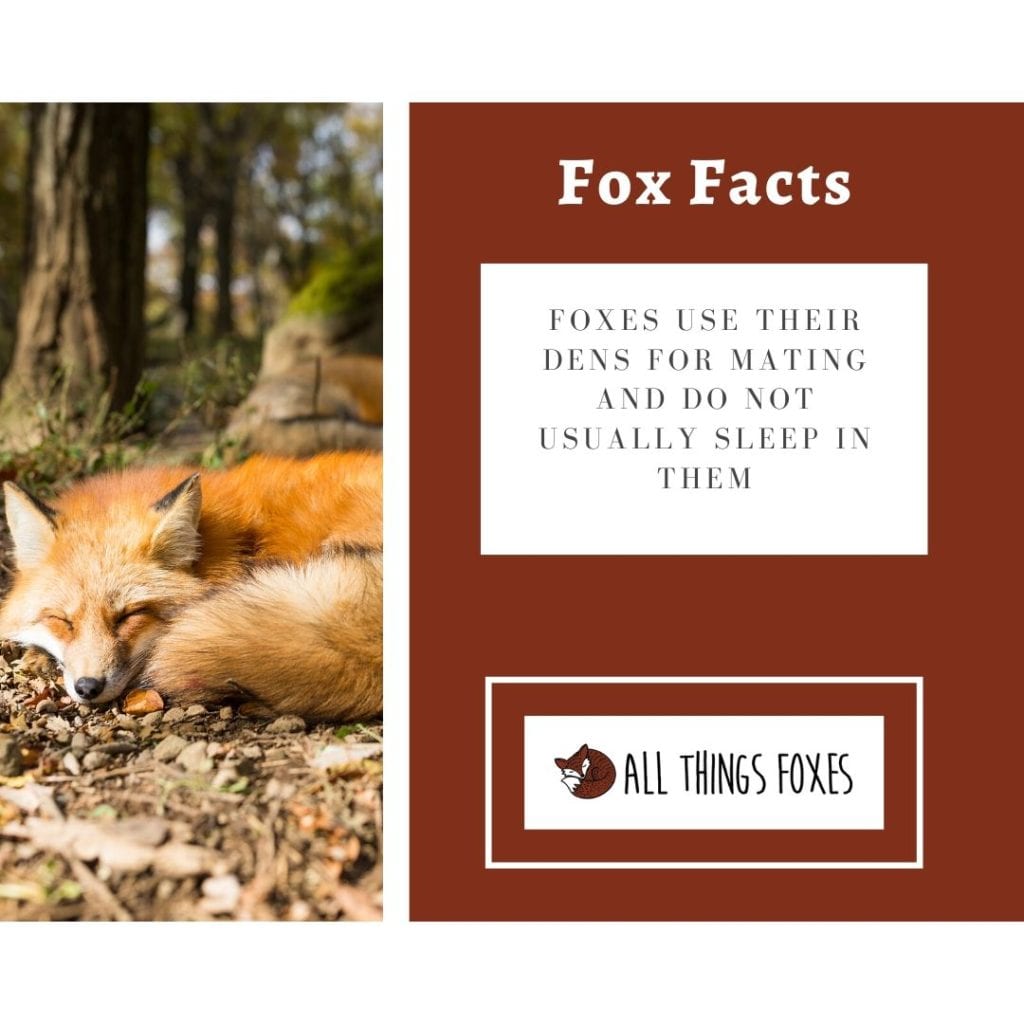 foxes-sleeping-fox-facts