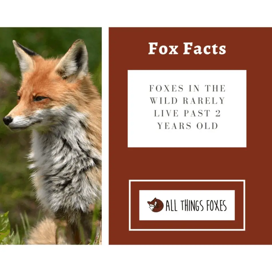 fox fact foxes in the wild don't live past 2 years