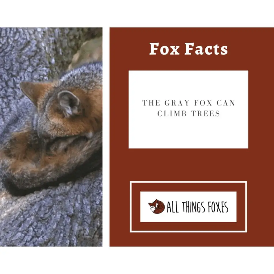 gray-fox-climbs-trees