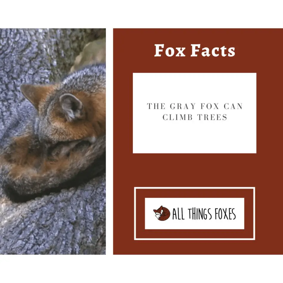 Fox Facts Interesting Facts about Foxes All Things Foxes