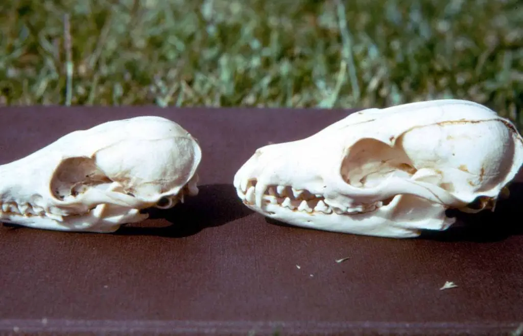 fox-bones-skulls-island-fox-left-gray-fox-right