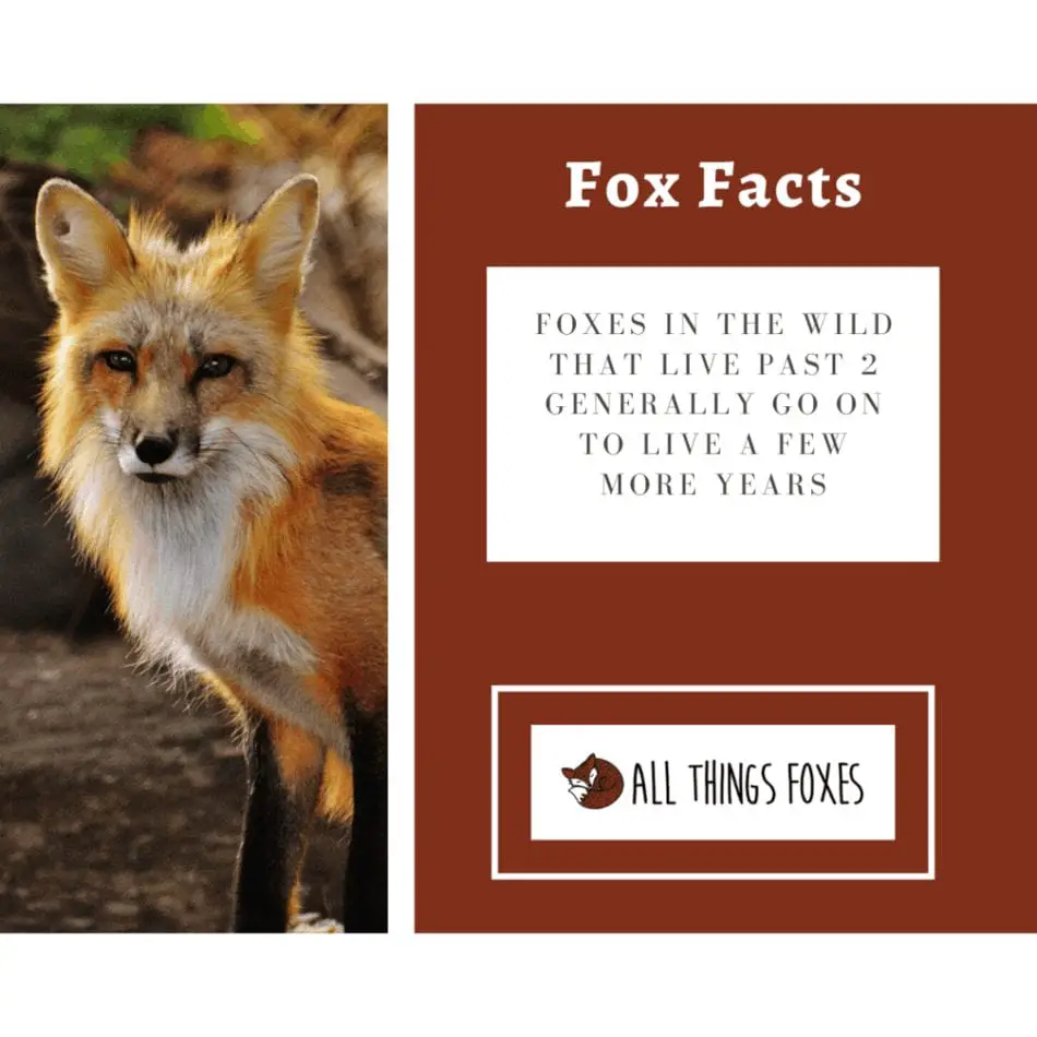 fox facts mature foxes