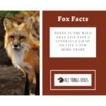 Fox Facts | Interesting Facts about Foxes - All Things Foxes