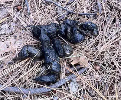 mountain-lion-scat