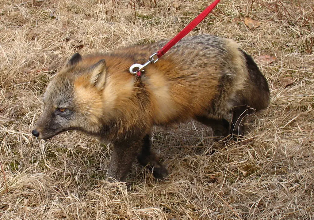 pet-fox-captivity