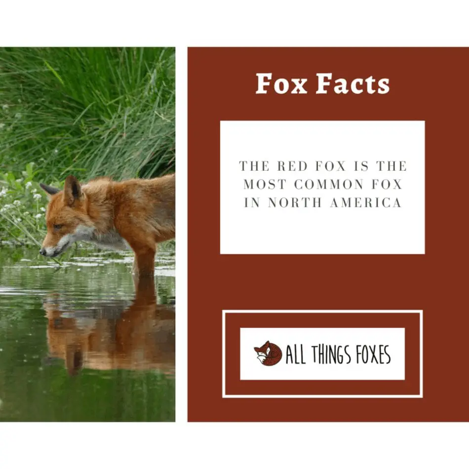 red-fox-common