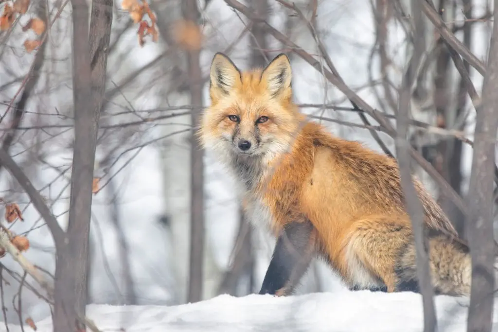 red-fox-in-snow