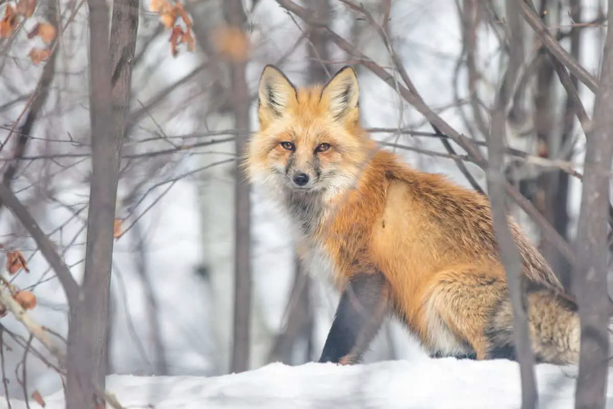 What are Foxes? What is a Fox? All Things Foxes Fox Info and Facts