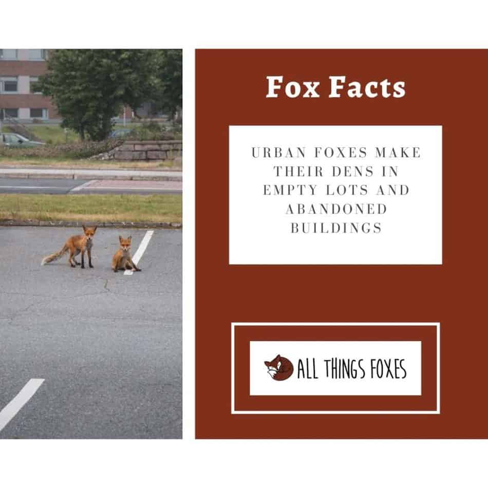 urban-foxes-dens