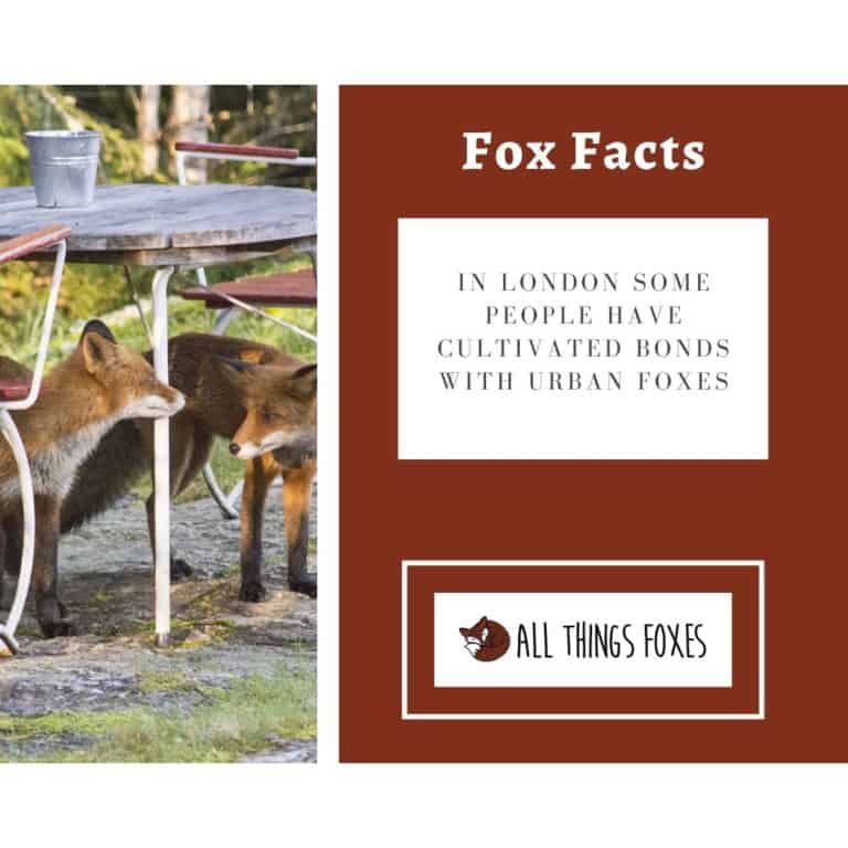 Fox Facts | Interesting Facts about Foxes - All Things Foxes