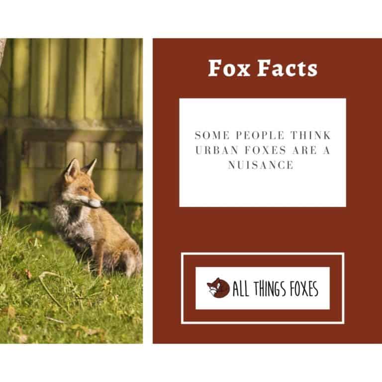 Fox Facts | Interesting Facts about Foxes - All Things Foxes