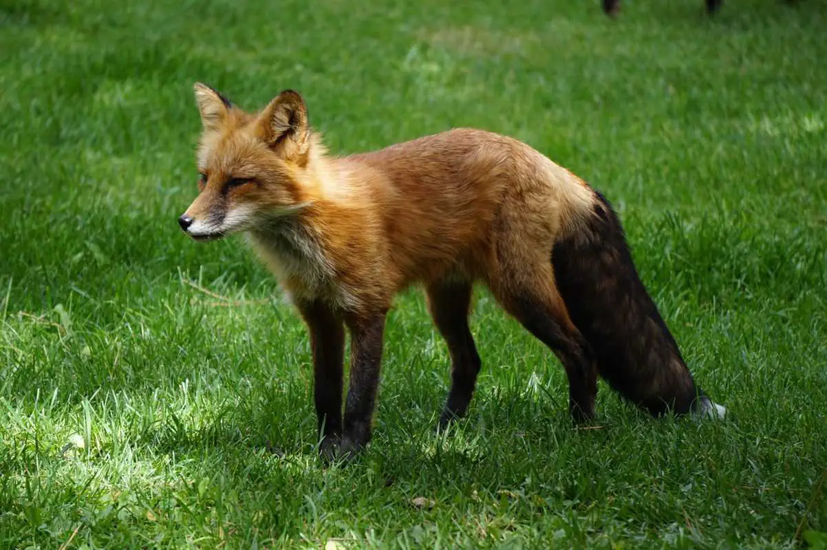 What are Foxes? | What is a Fox? - All Things Foxes - Fox Info and Facts