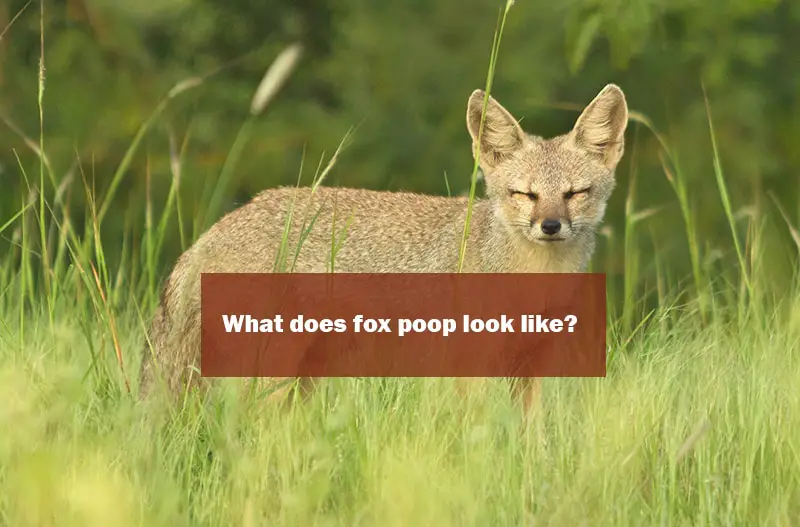What Does Foxes Poop Look Like | Why Scat is Used to Track Animals
