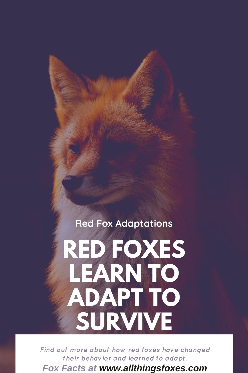 Red Fox Adaptations | How They Survive - How They Survive - All Things