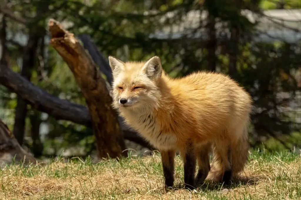 Majestic-red-fox