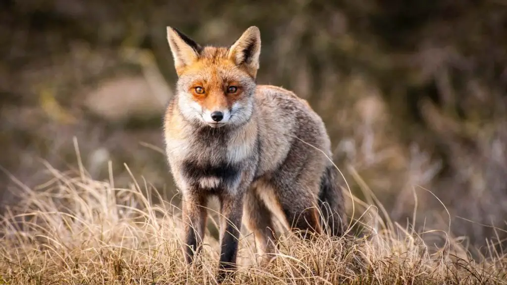 red-fox-pics