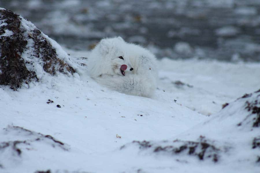 cute-arctic-fox