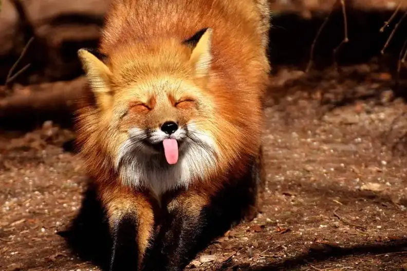 cute red fox
