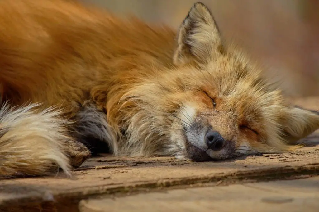 cute-sleeping-fox