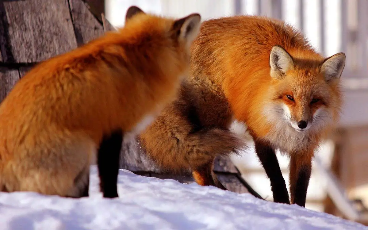 Проект red fox