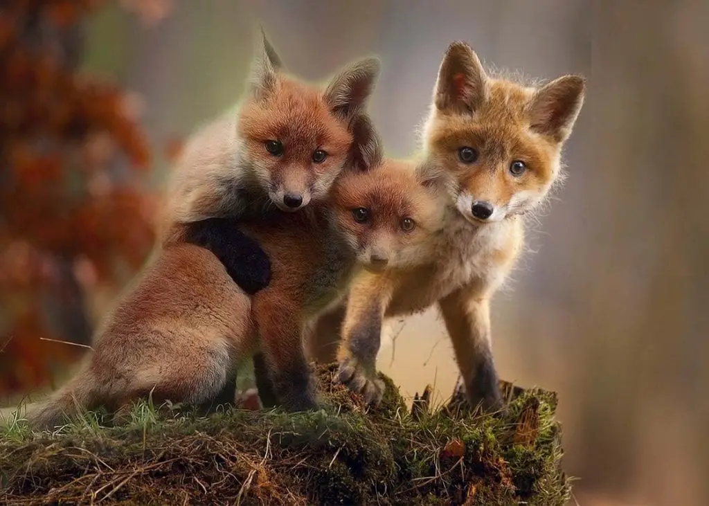 baby-red-foxes