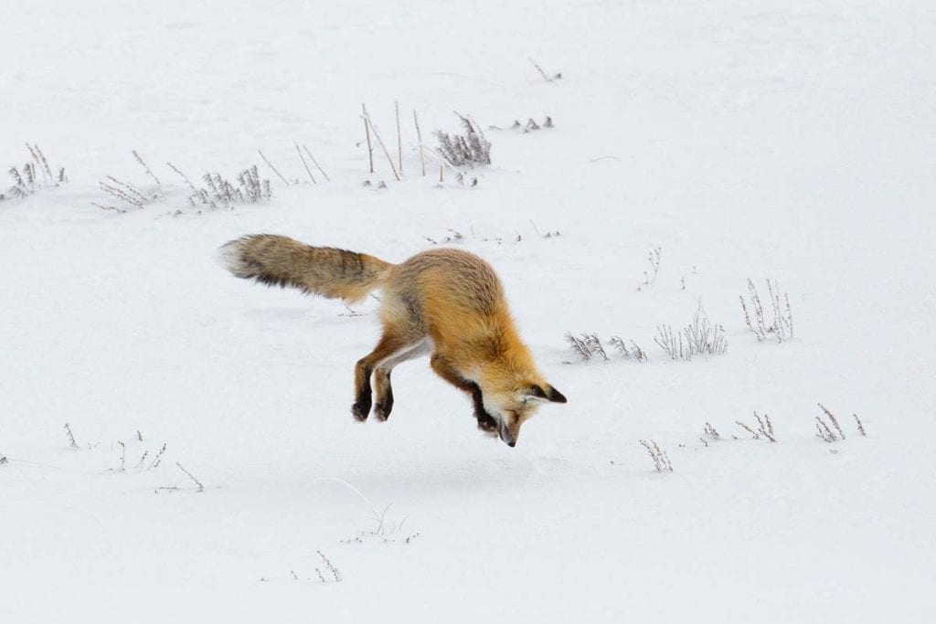 red-fox-hunting