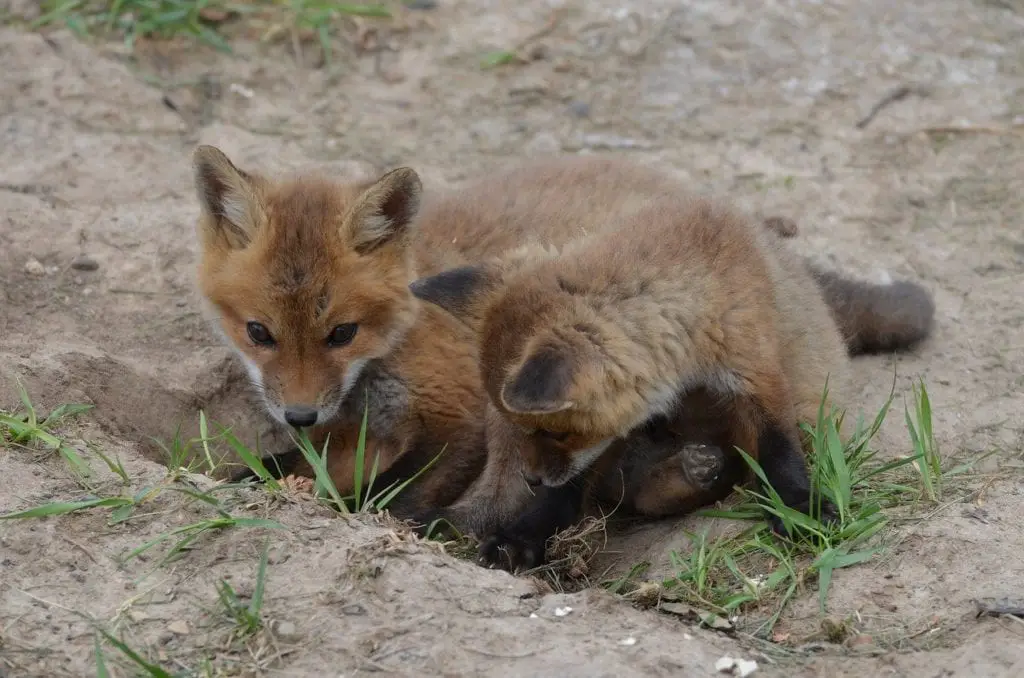 red-foxes-babies