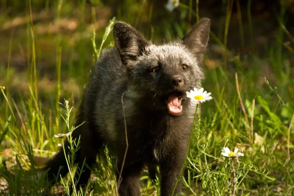 baby-red-fox