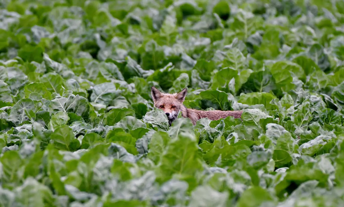 10 Places Foxes Call Home Where Do Foxes Live? All Things Foxes