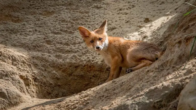 10-places-foxes-call-home-where-do-foxes-live-all-things-foxes