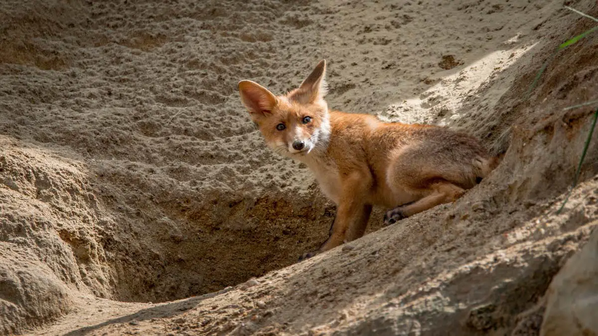 10 Places Foxes Call Home | Where Do Foxes Live? - All Things Foxes