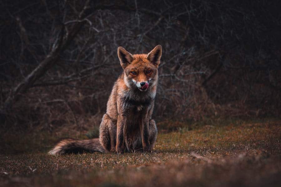 fox-tongue-out