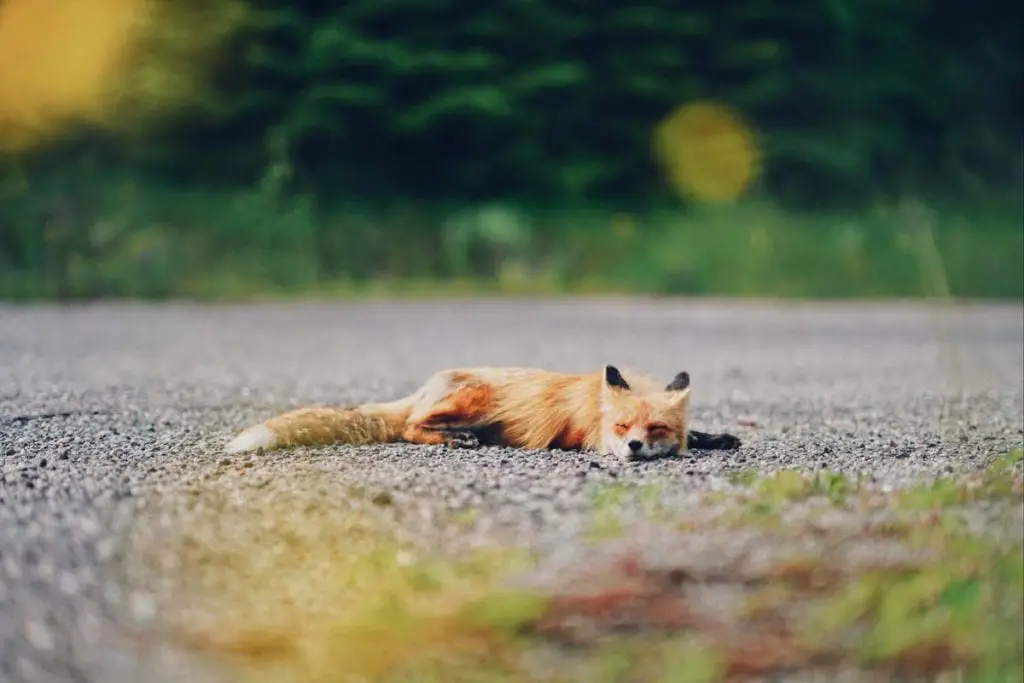 foxes-alseep