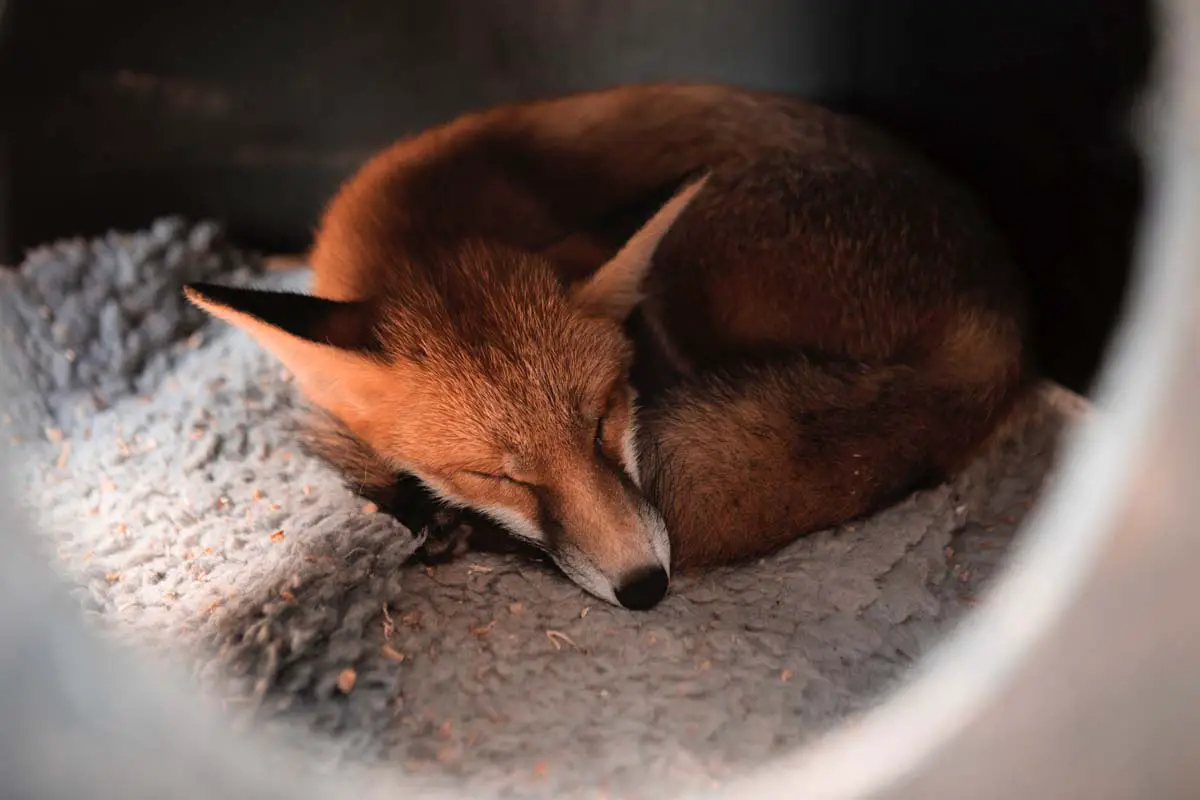 Tails The Fox Sleeping