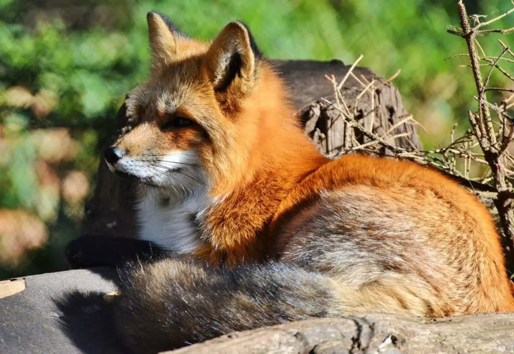 10 Red Foxes That Are Majestic AF - All Things Foxes