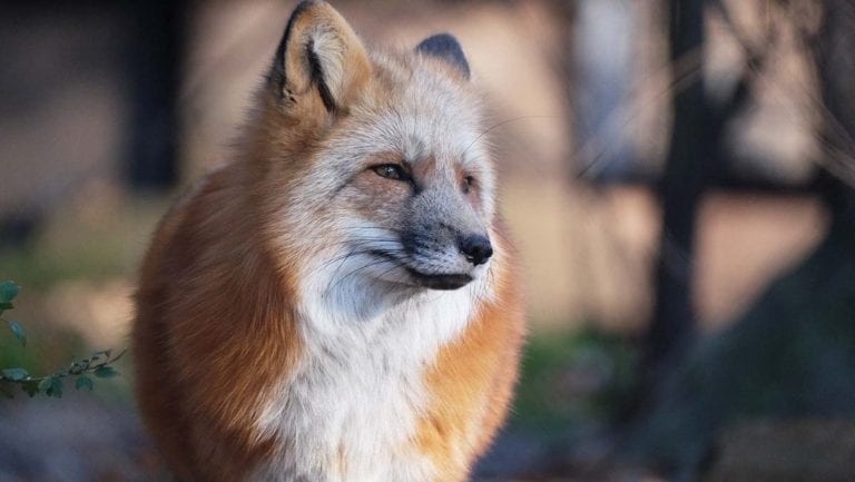 10 Red Foxes That Are Majestic AF - All Things Foxes