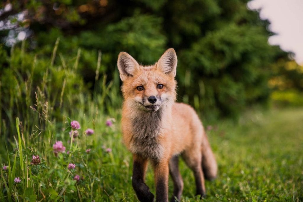 how-quickly-do-fox-cubs-grow