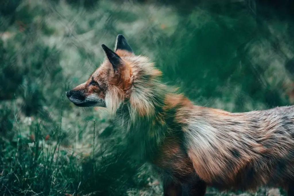 red-fox-japan