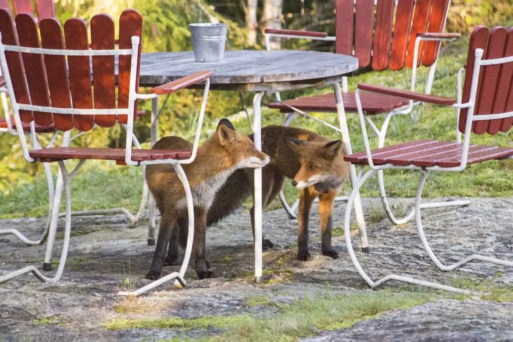 urban-foxes-patio-furniture-backyard
