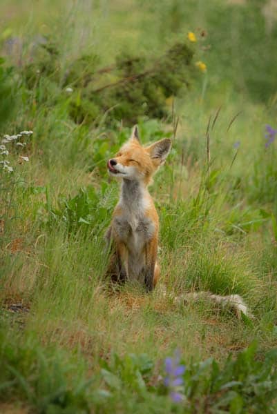 pictures-of-cute-foxes